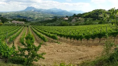 Thumbnail Experiencia culinaria y vinícola en el Feudo di Castelmozzo
