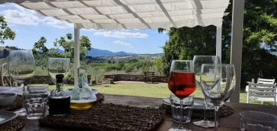 Thumbnail The enchantment of the vineyards and olive groves of Maremma: Poggio al Gello