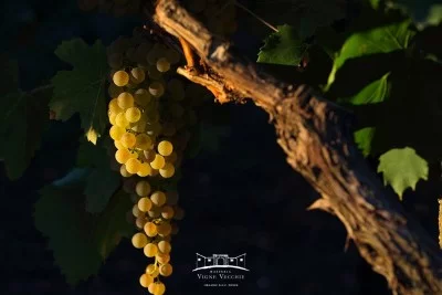 Thumbnail Cata de Vinos Dorados en Masseria Vigne Vecchie