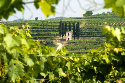 Thumbnail Private Wine Tour between Garda Lake and Prosecco Hills