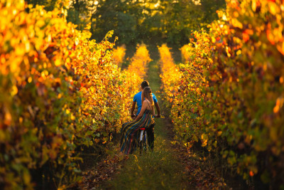 Thumbnail Tour in bici tra le vigne della Franciacorta