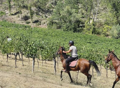 Thumbnail Paseos a caballo por los bosques de Montefalco y Cata de vinos en Tenuta di Saragano