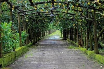 Thumbnail Limoncello Tour and Tasting in the heart of the Sorrento Peninsula at Il Convento