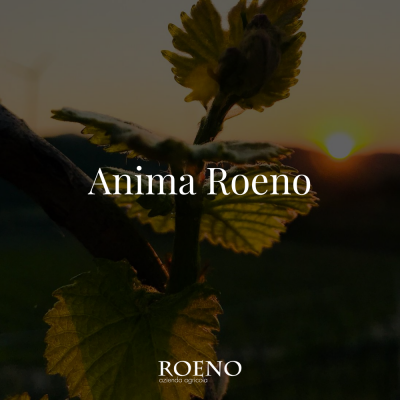 Thumbnail Anima Roeno wine tasting at the Roeno Winery