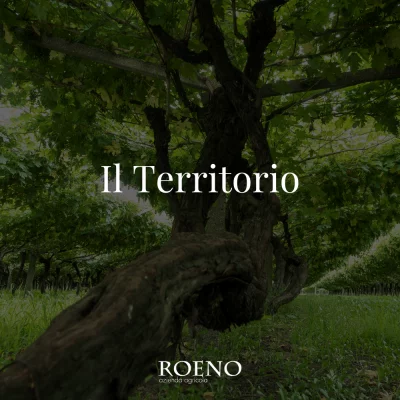 Thumbnail for Visit and Tasting to discover the Terradeiforti at Cantina Roeno