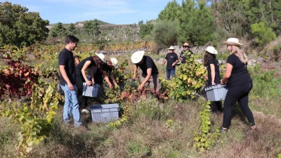 Thumbnail Get your hands dirty! Harvest experience at Maçanita in the Douro