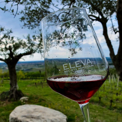 Thumbnail Red Wine Tasting at Eleva winery in the heart of Valpolicella