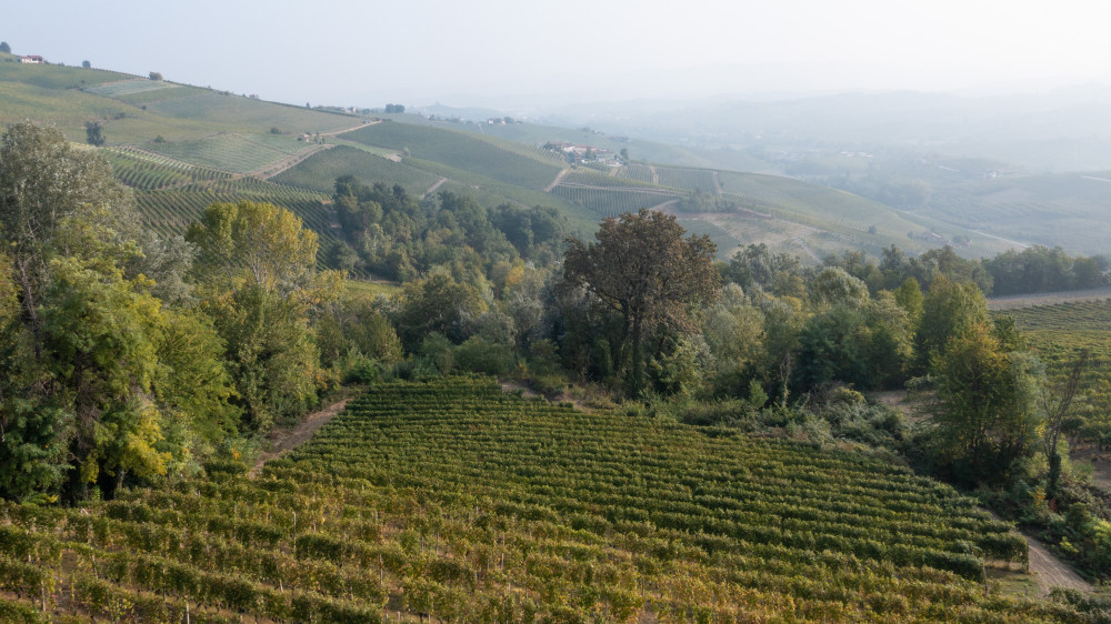 Visit and Tasting to discover Barolo from Poderi Gianni Gagliardo
