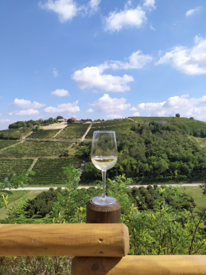 Thumbnail Vineyard, winery tour & tasting at Filippo Gallino's Winery in Roero