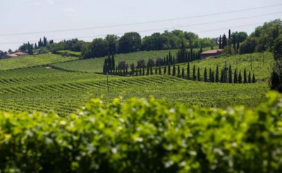 Thumbnail The organic wines of the Garda Lake at Villa Merighi in Veneto