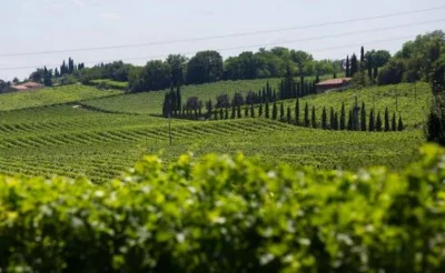 Thumbnail Los vinos ecológicos del Lago de Garda en Villa Merighi, Véneto