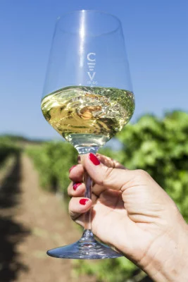 Thumbnail Wine tasting experience en la Bodega Casale Vallechiesa, en el corazón de Castelli Romani