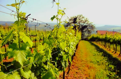 Thumbnail Weinprobe in der Maremma Toscana im Weingut Mambrini