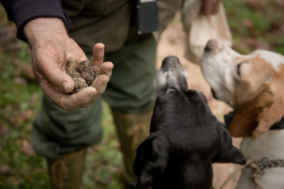 Thumbnail Truffle Hunt Experience in Chianti Classico from Florence or Siena