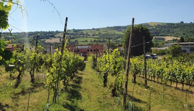 Thumbnail Piacenza Hills Wine Tour from Piacenza
