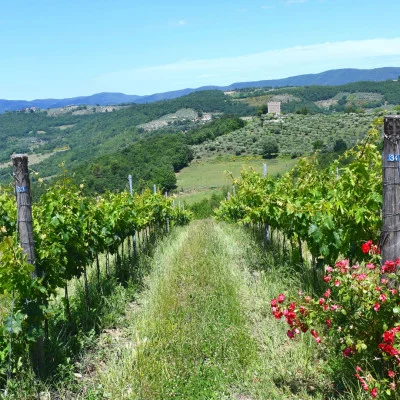 Thumbnail Picnic in the Sagrantino vineyards of Tenuta di Saragano