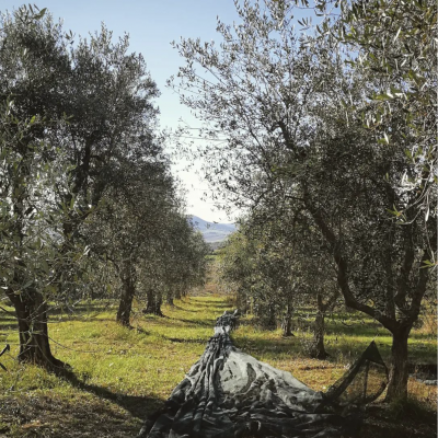 Thumbnail Passeggiata tra gli ulivi e degustazione di olio d'oliva presso l'Azienda Agricola Invidia