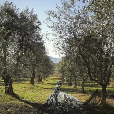 Thumbnail Walk among the olive trees & olive oil tasting at Azienda Agricola Invidia