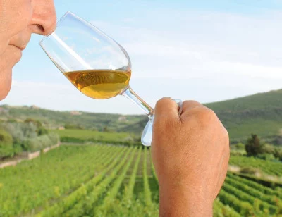 Thumbnail Wine tasting experience at Emidio Oggianu in the Bosa Malvasia area