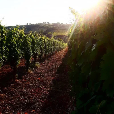 Thumbnail Cata de vinos naturales en Colle del Bricco