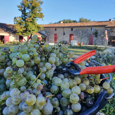 Thumbnail Discover the Art of harvesting at Château du Berneuilh