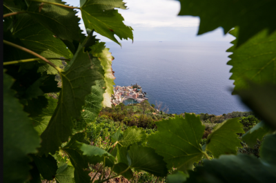 Thumbnail Walk through the vineyards of Cinque Terre & Wine Tasting at Cantina Sociale