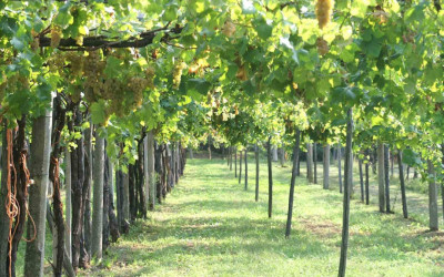 Thumbnail Leggenda e tradizione del patrimonio vinicolo dell'Erbaluce