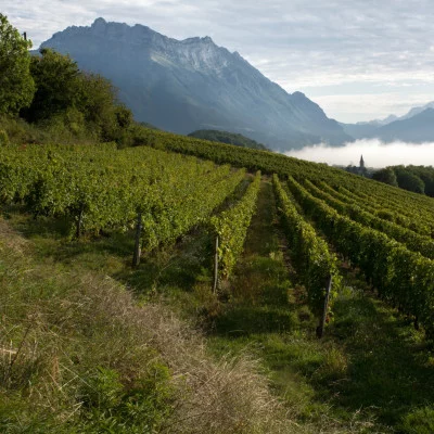 Thumbnail Savoyische Weinprobe auf der Domaine de l'Idylle