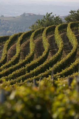Thumbnail Discovering Dogliani and the territories of Alta Langa at Eraldo Revelli's winery