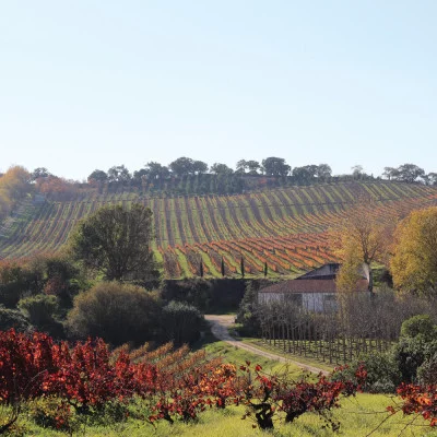 Thumbnail Visit & Wine tasting at Quinta do Monte d'Oiro