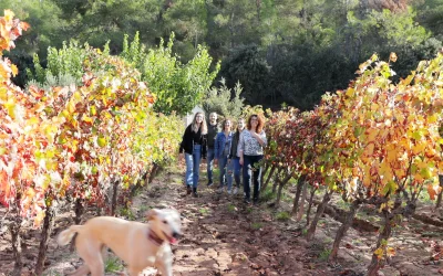 Thumbnail Wine Tasting and Stroll Through Vineyards with Your Pet at Celler Masroig