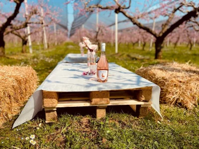 Thumbnail Farm picnic surrounded by nature at Gianluca Fugolo's Winery