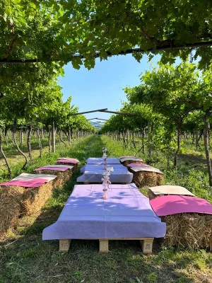 Thumbnail Farm picnic surrounded by nature at Gianluca Fugolo's Winery