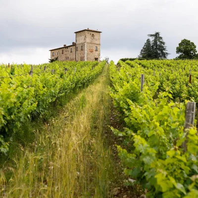 Thumbnail Visita privada a la viña y cata de vinos en el Castillo de Meleto en Chianti Classico