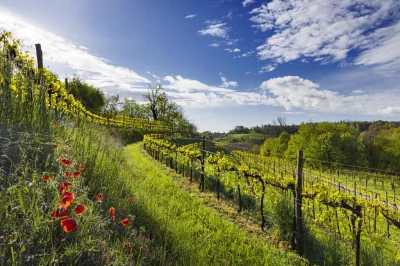 Thumbnail Visita a los viñedos y cata de prosecco en Le Manzane