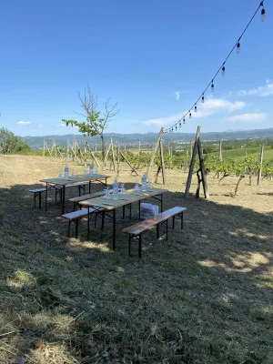Thumbnail Besichtigung des Weinguts und Verkostung im Weinberg der Cantina del Colonna