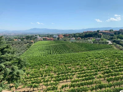 Thumbnail Visita, cata de vinos y comida ligera en Rossi di Medelana en Frascati