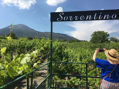 Thumbnail Walk & Wine tasting lunch among the Vineyards of Vesuvius from Naples