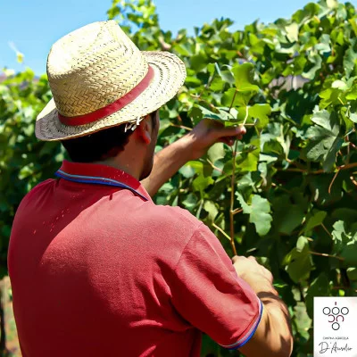 Thumbnail Vineyard walk and wine tasting at Agricola d'Ausilio