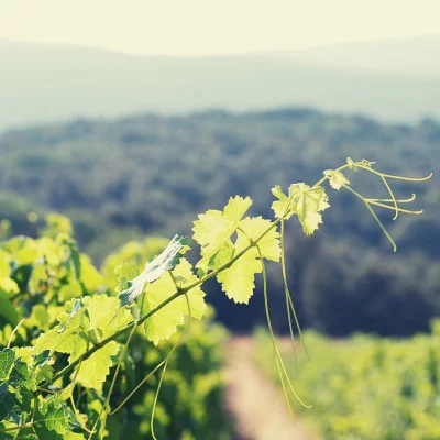 Thumbnail Wein, Meer und Hügel in Sode Sant'Angelo in der Maremma