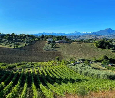 Thumbnail Cata de vinos de reserva en Vigneti Vallorani