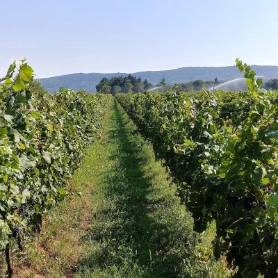 Thumbnail Cata de vinos naturales en la Cantina Turus de Gorizia