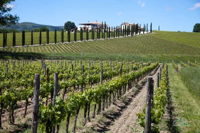 Thumbnail Umbria Wine Lovers Small-group Tour: Montefalco & Bevagna