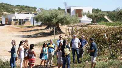 Thumbnail Guided Tour with Extensive Wine and Olive Oil Tasting at Bodega Mas de Rander