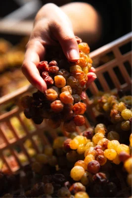 Thumbnail Süße Sensationen: Brachetto- und Moscato-Verkostung auf dem Weingut Marenco