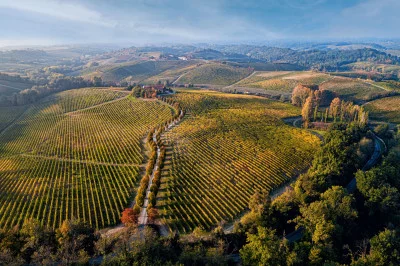 Thumbnail Cata de vinos clásicos en la bodega Broglia, en las colinas de Gavi