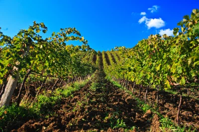 Thumbnail Degustación de 4 Vinos Blancos Ecológicos en Abbazia Santa Anastasia