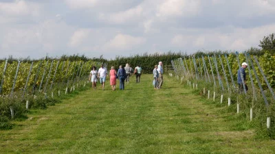 Thumbnail Cata de vinos autoguiada y ruta por los viñedos de Hanwell Wine Estate