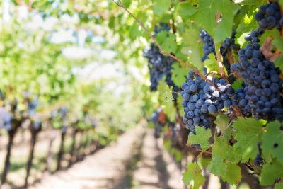 Thumbnail Wine experience paseando por los sugerentes viñedos toscanos de Montecarlo di Lucca