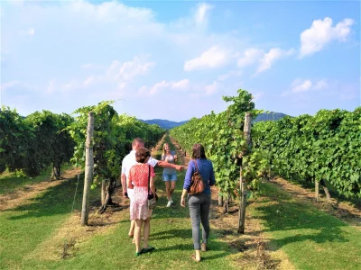 Thumbnail Ruta del Vino y el Aceite de Oliva de las Colinas Euganeas desde Venecia
